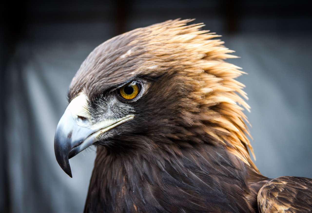 golden eagle puzzle online from photo