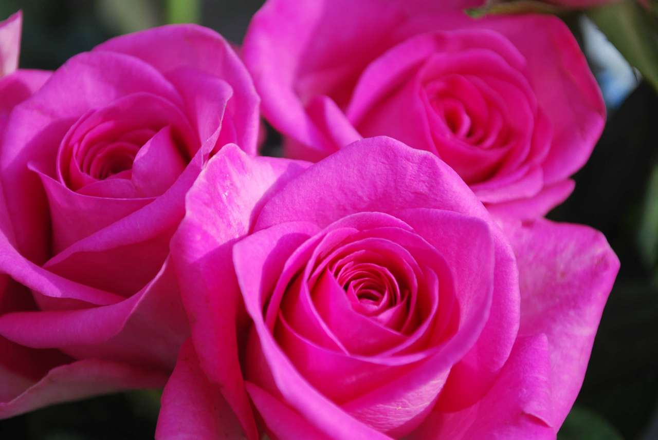 λουλούδια σε ροζ παζλ online από φωτογραφία