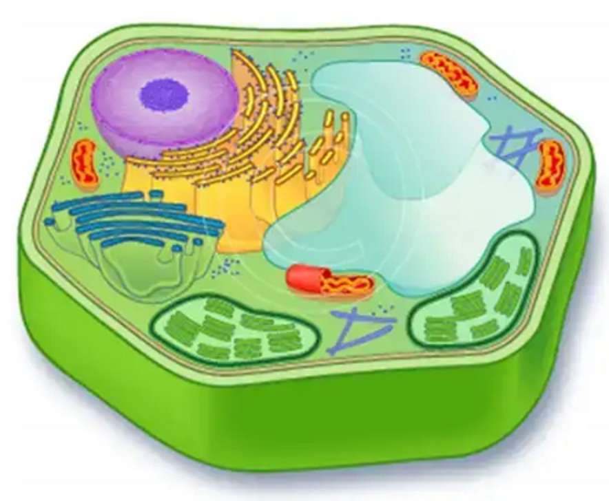 Animal Cell puzzle online from photo