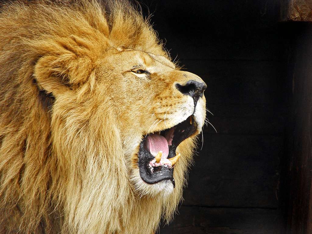λιοντάρι παζλ online από φωτογραφία