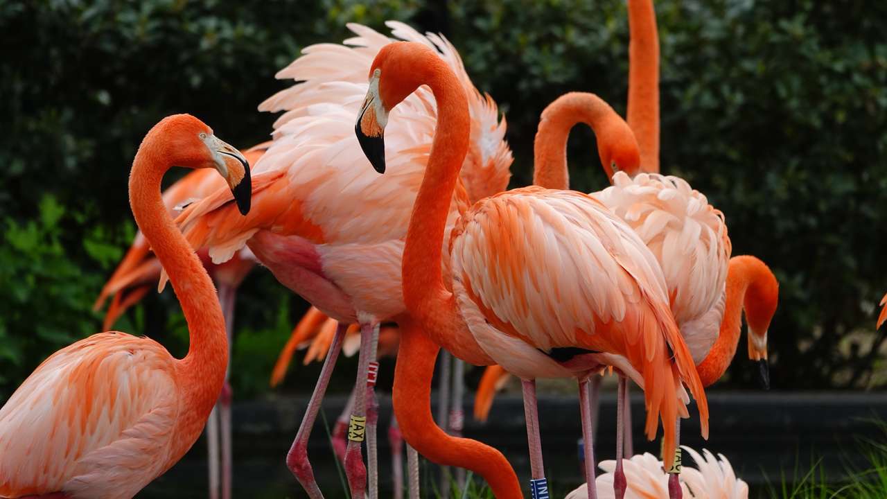 Flamingó puzzle online fotóról