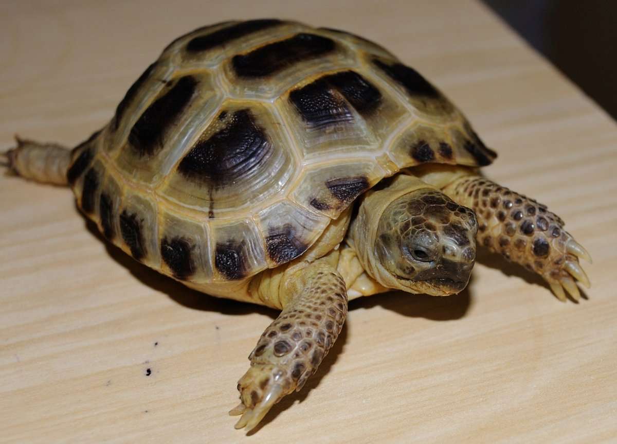 landsköldpadda pussel online från foto