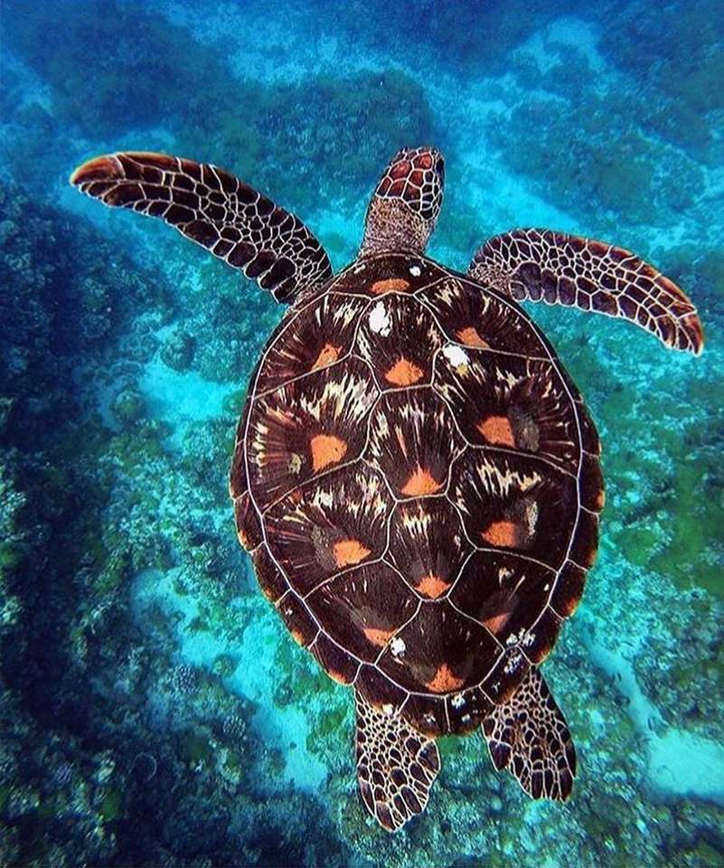 Θαλάσσια χελώνα online παζλ