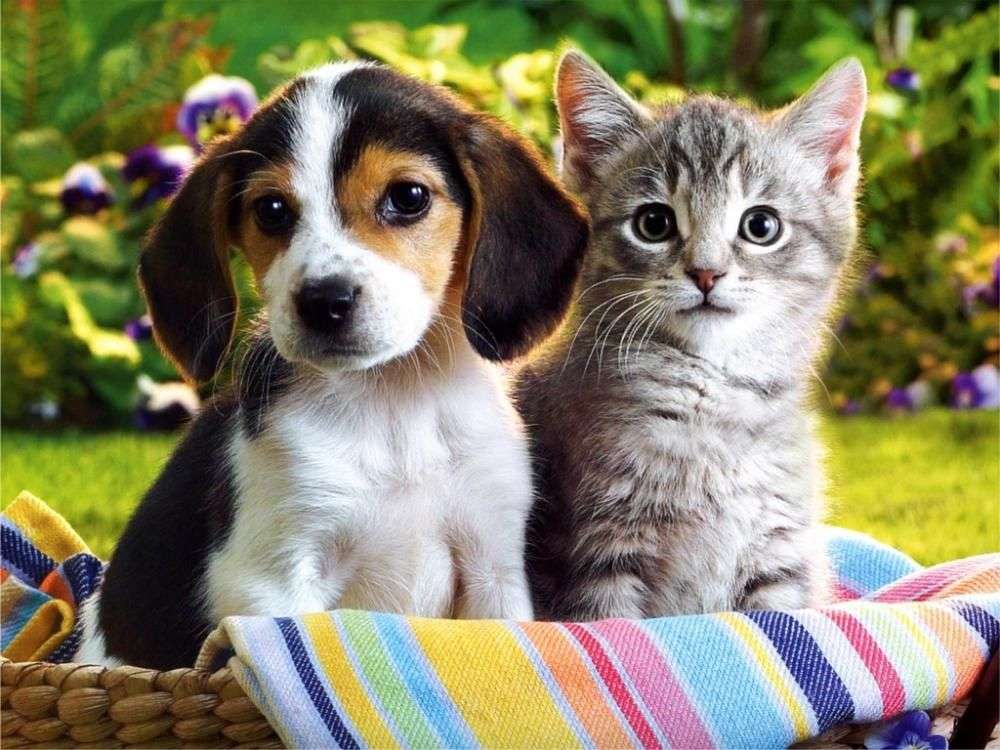 Dog with cat online puzzle
