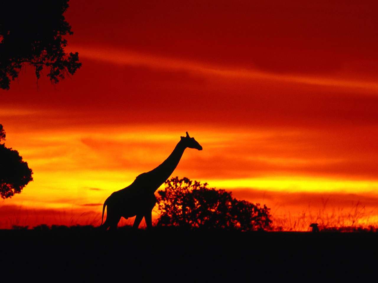 giraffe sur fond Online-Puzzle vom Foto