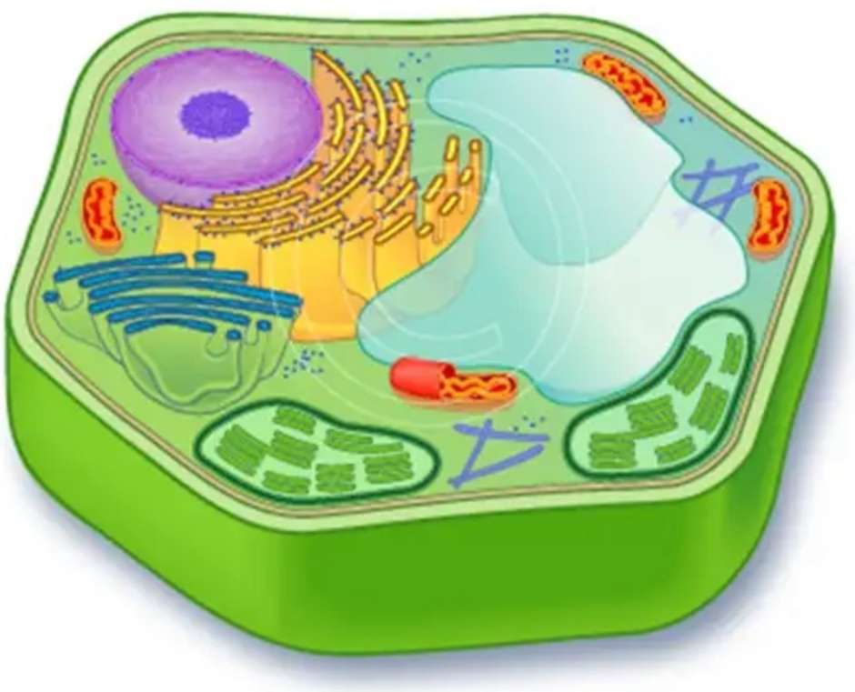 Animal cell puzzle online from photo