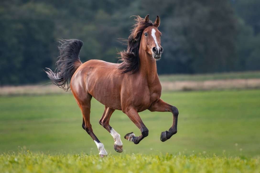 кінь гоп гоп скласти пазл онлайн з фото