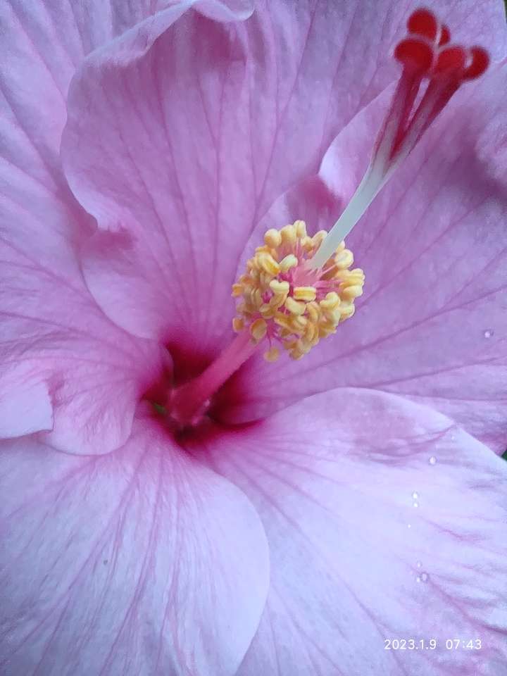 hibiscus flower puzzle online from photo
