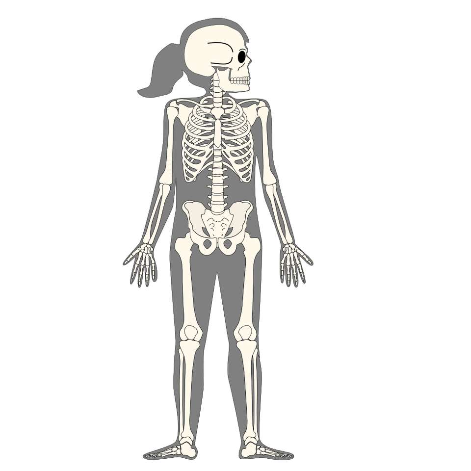 скелет девушки онлайн-пазл