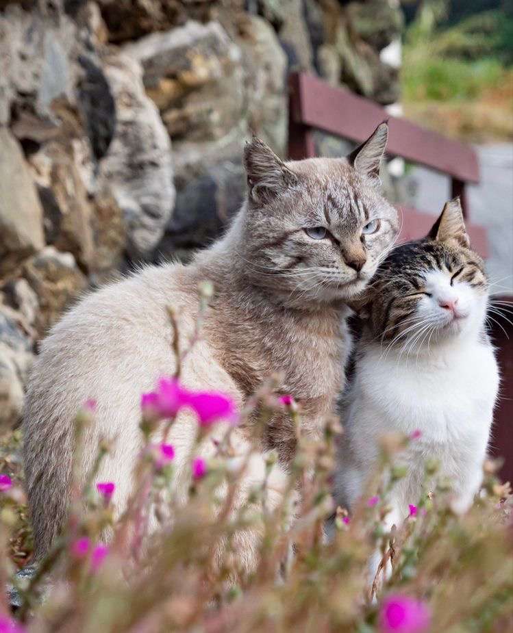 katter gånger 2 pussel online från foto