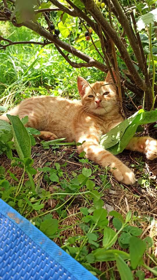 Котка в градината онлайн пъзел