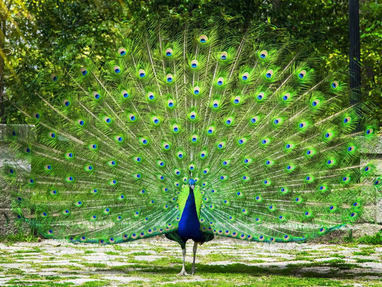 walking peacock puzzle online from photo