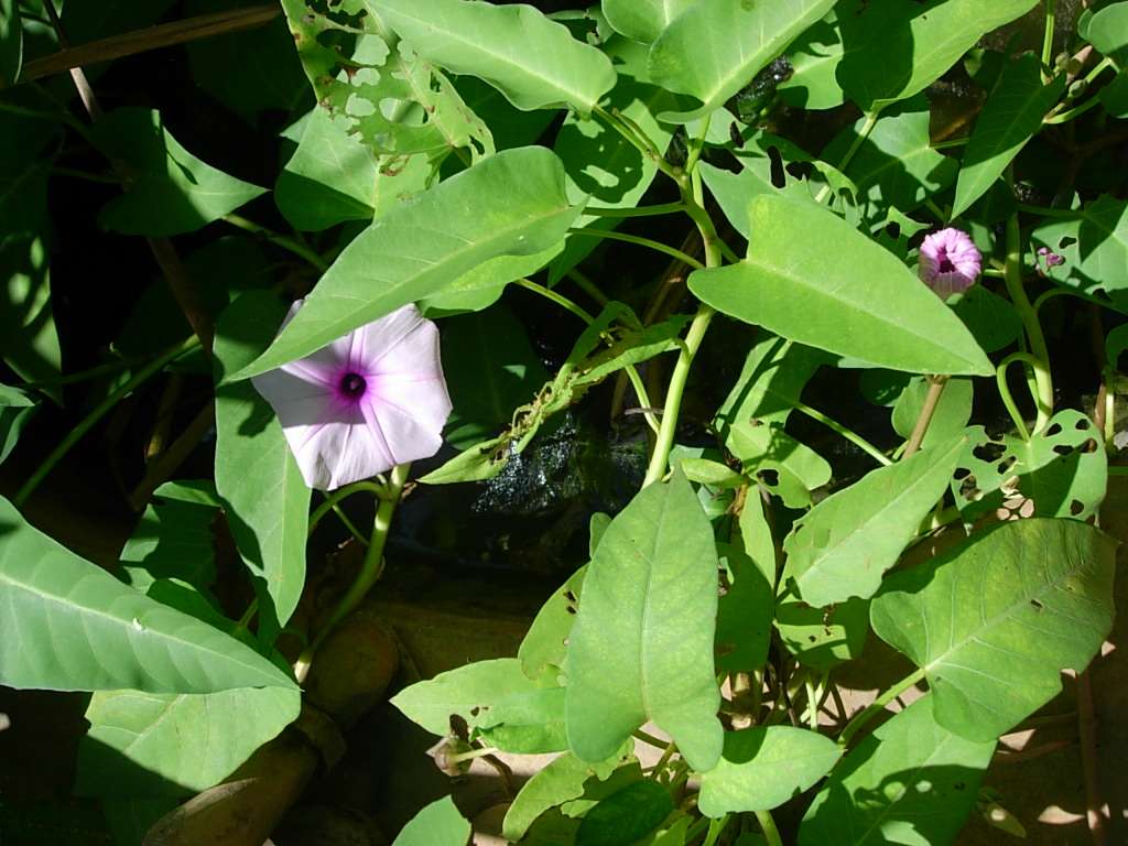 KANGKONG онлайн пъзел