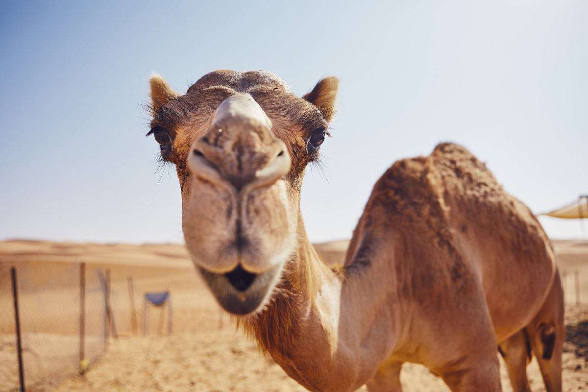 mooie kameel online puzzel