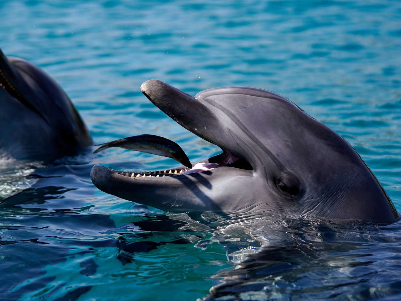 素敵なペンギン オンラインパズル