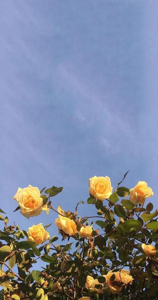 Жълти рози онлайн пъзел