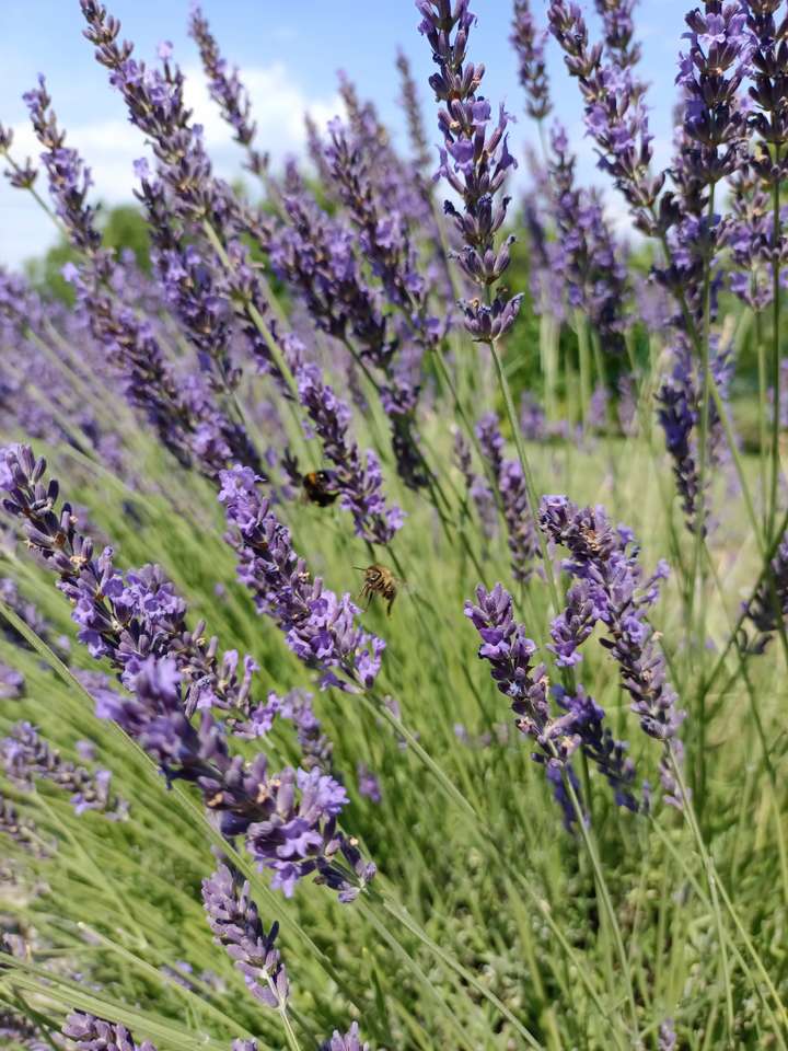 Lavender field puzzle online from photo