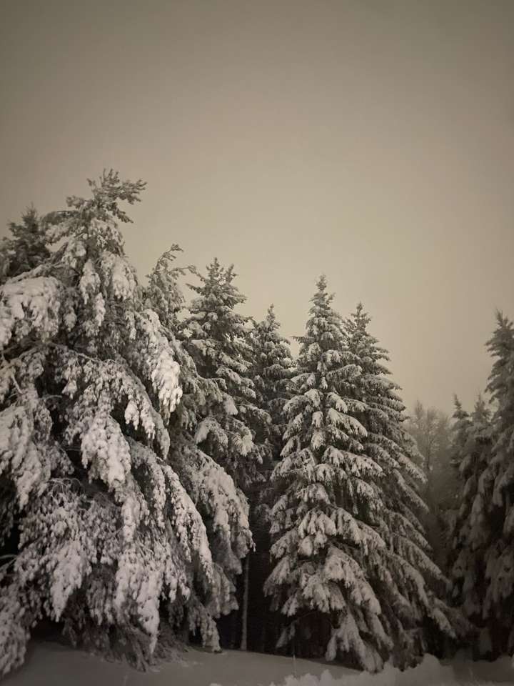 Дерева в снігу онлайн пазл