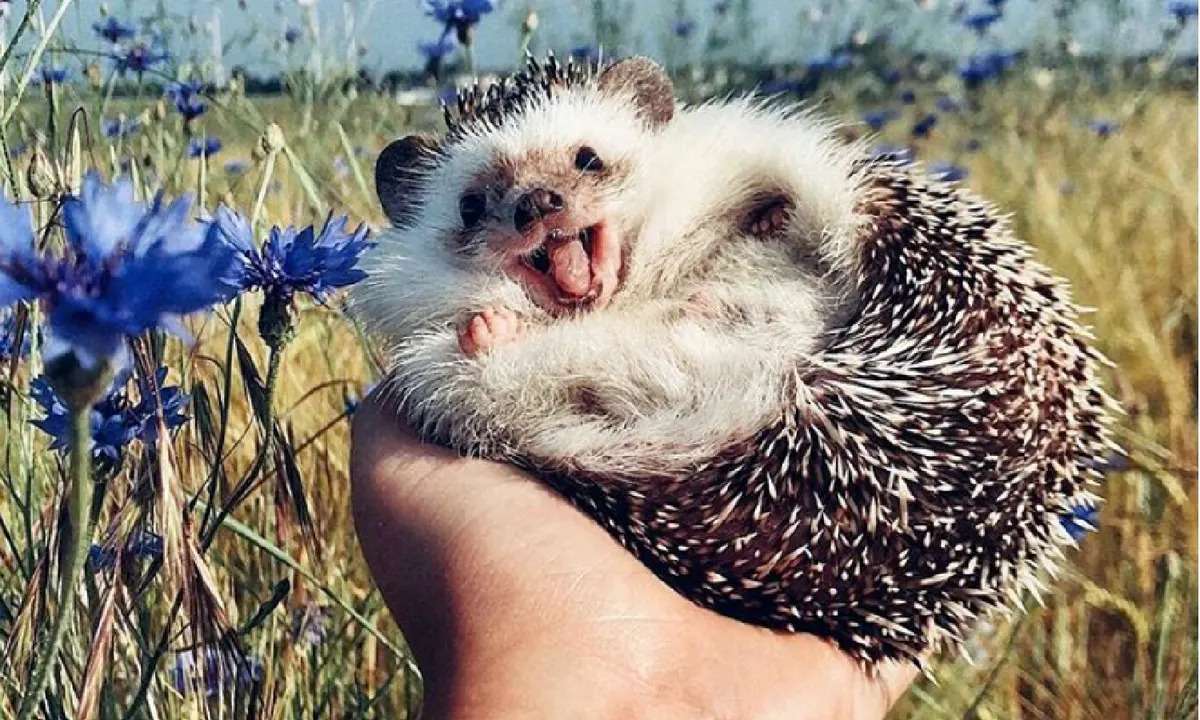 this is a puzzle of a hedgehog online puzzle