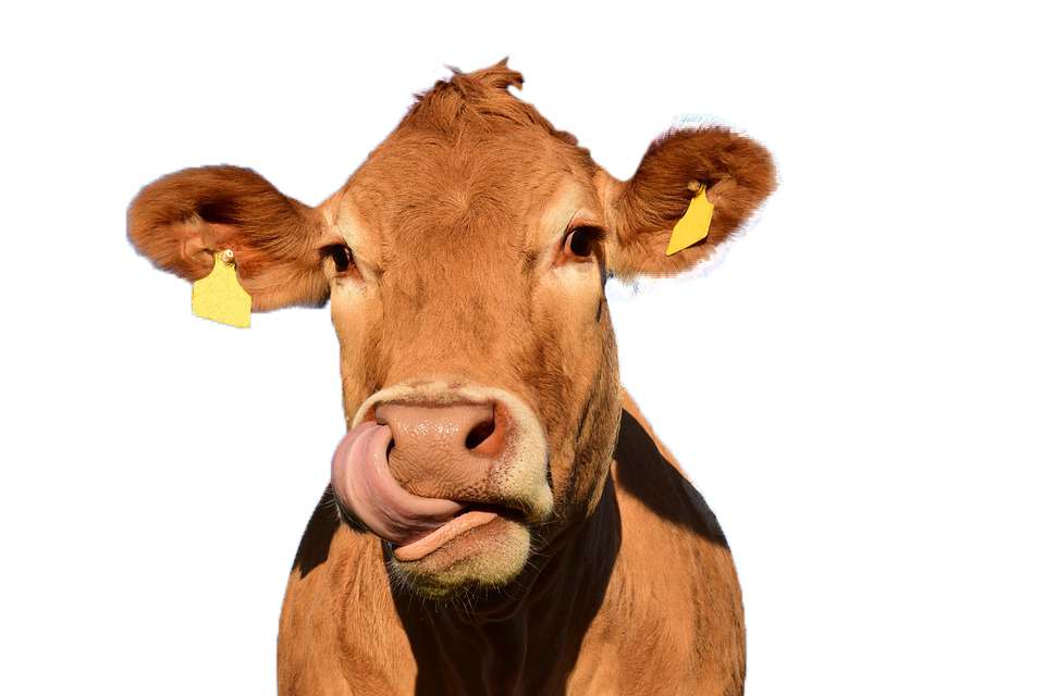 корова корова корова онлайн-пазл