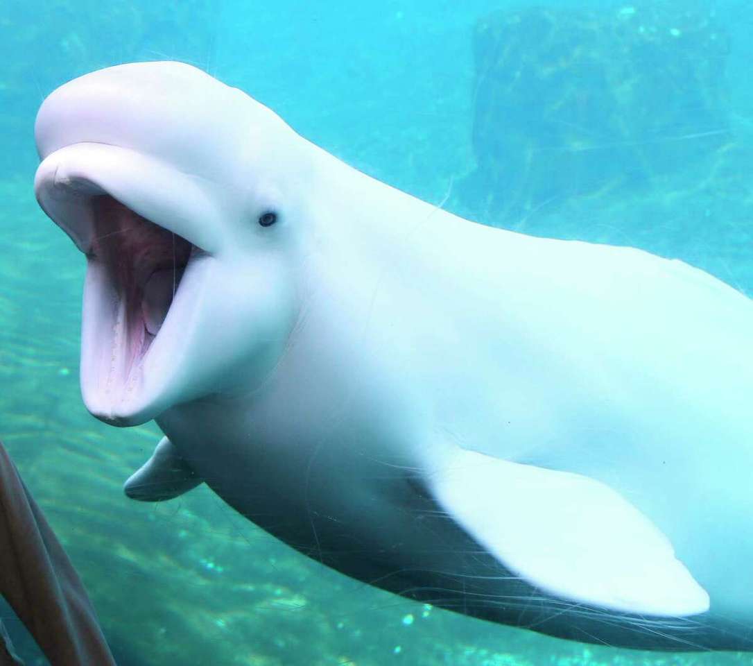 Beluga walvis online puzzel