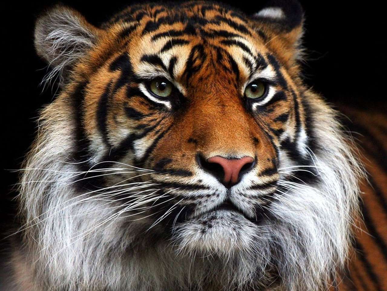 testul tigrului puzzle online din fotografie