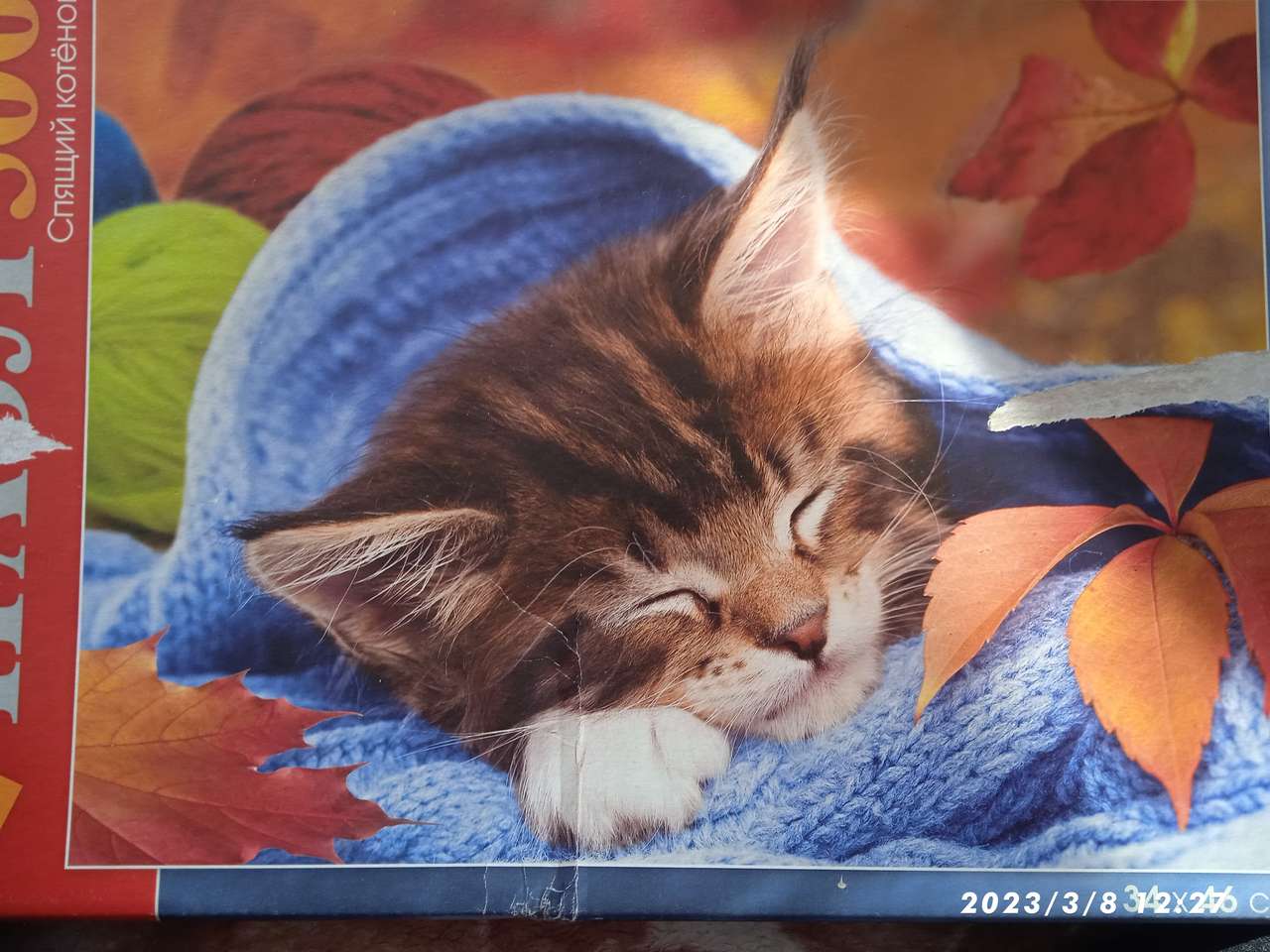 sovande kattunge pussel online från foto