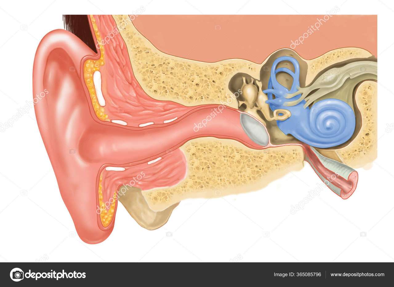 Человеческое ухо пазл онлайн из фото