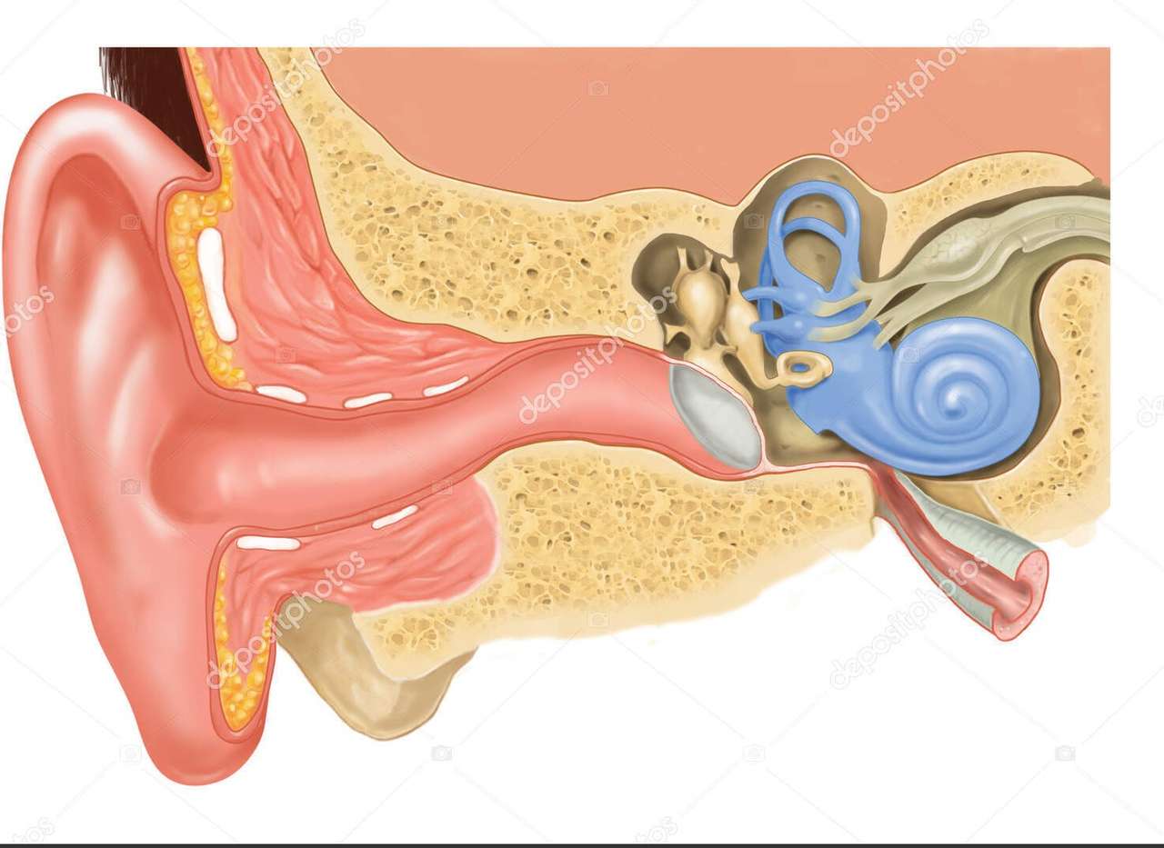 Puzzle of Human Ear online puzzle