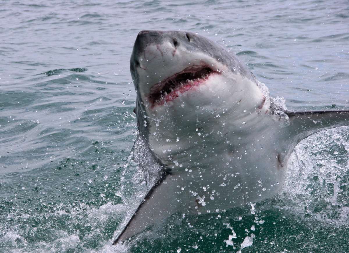 Žralok se zuby online puzzle