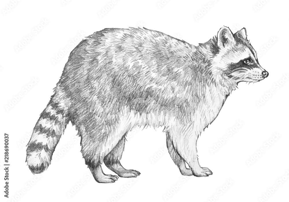 Raccoon Puzzle puzzle online from photo