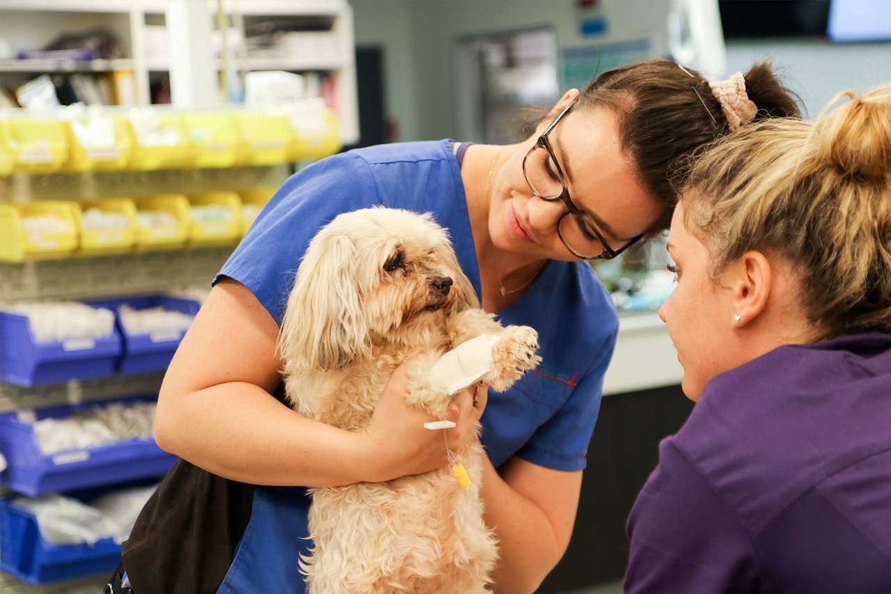 Samhällets veterinär pussel online från foto