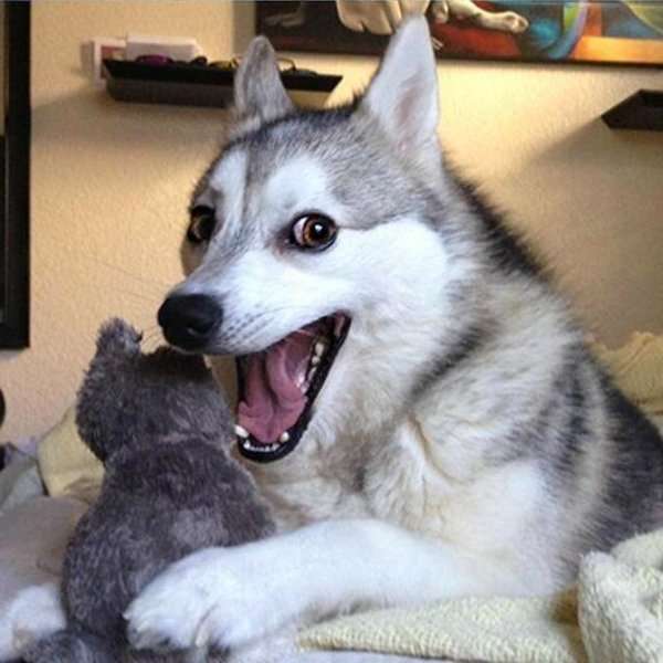 Смеещо се куче онлайн пъзел от снимка