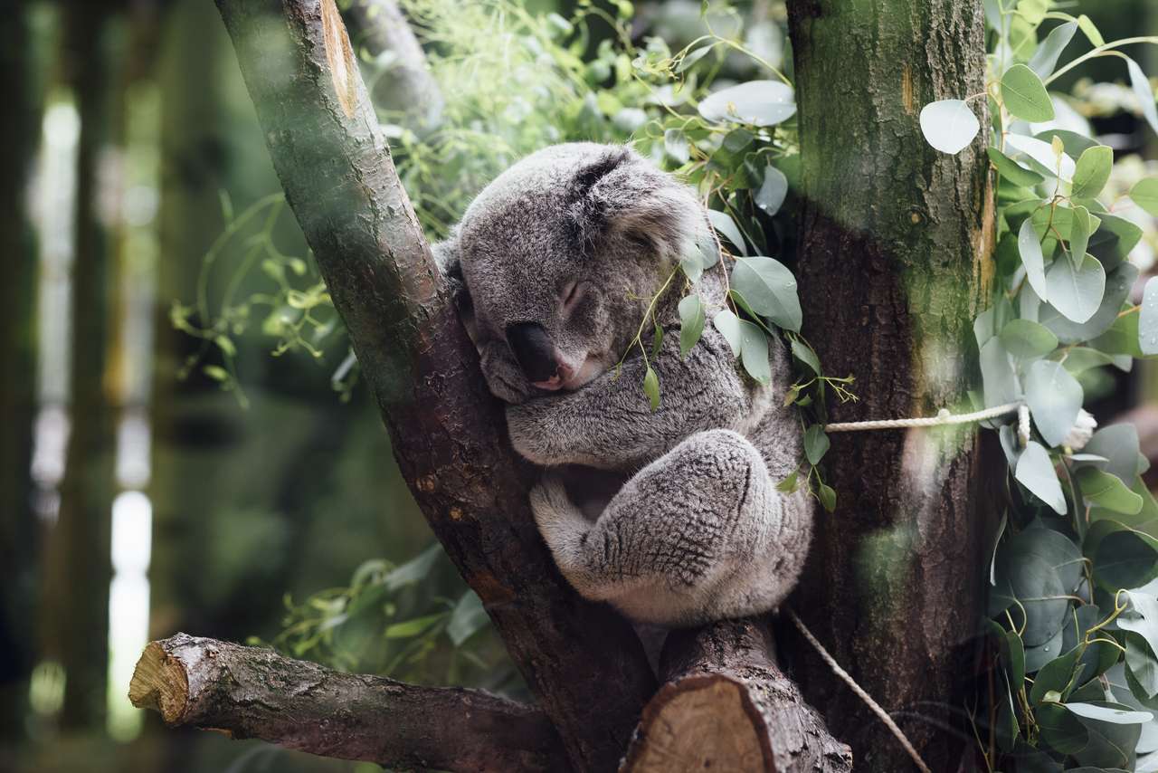 KOALA CUTE puzzle online from photo