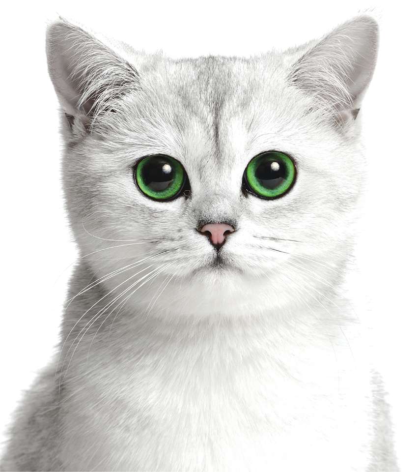 kattpussel pussel online från foto