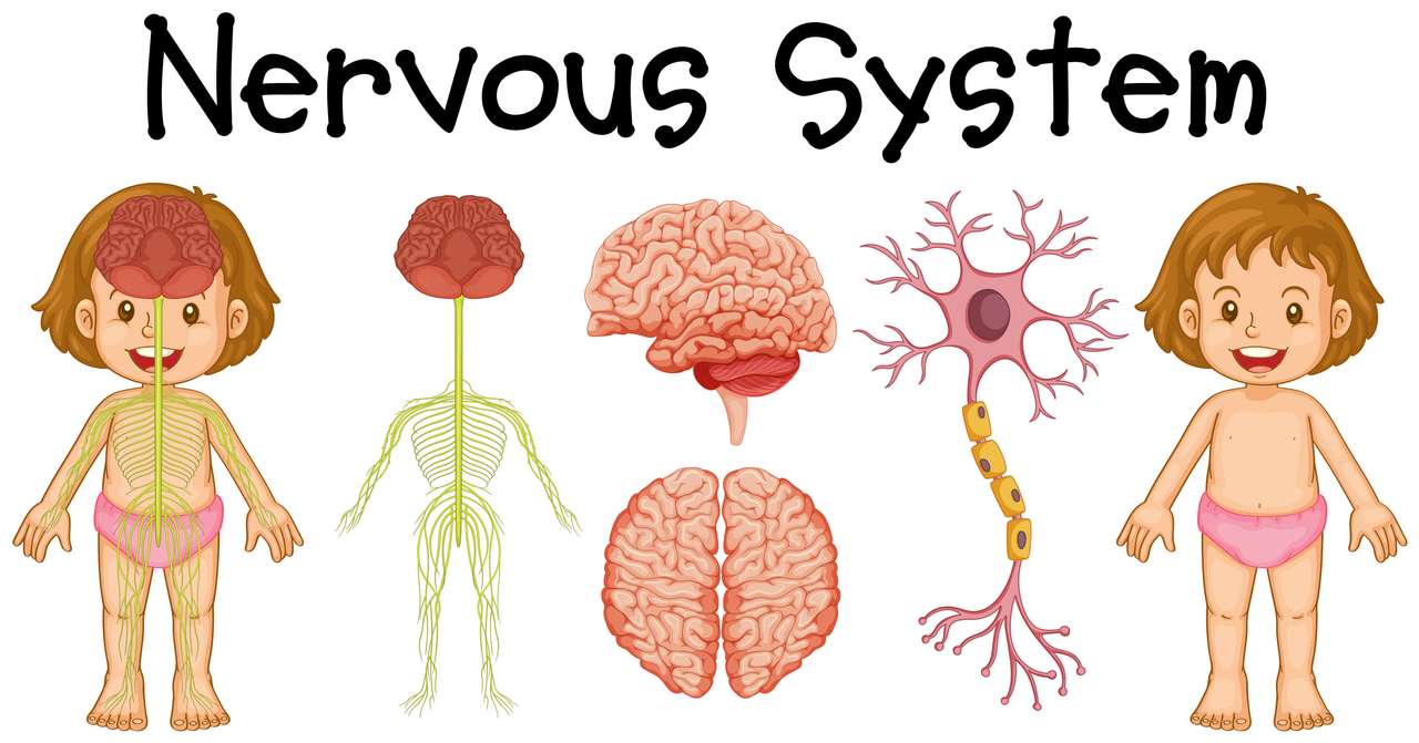 Système nerveux puzzle en ligne à partir d'une photo