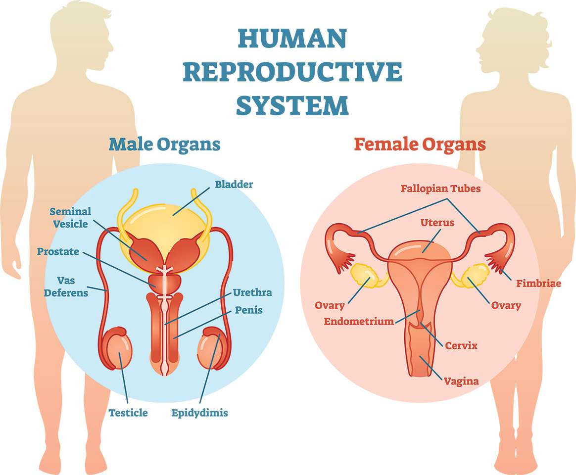 Reproductive System online puzzle