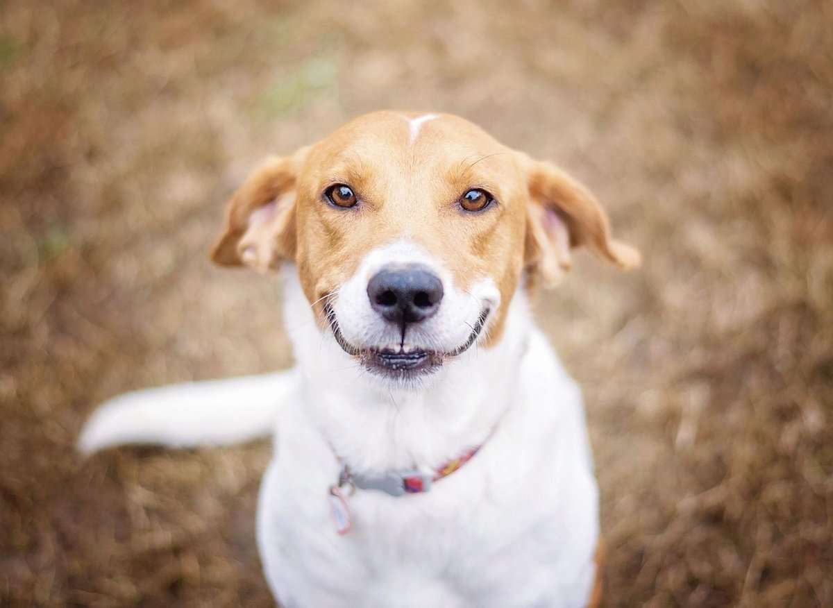 Hond Hond Hond puzzel online van foto