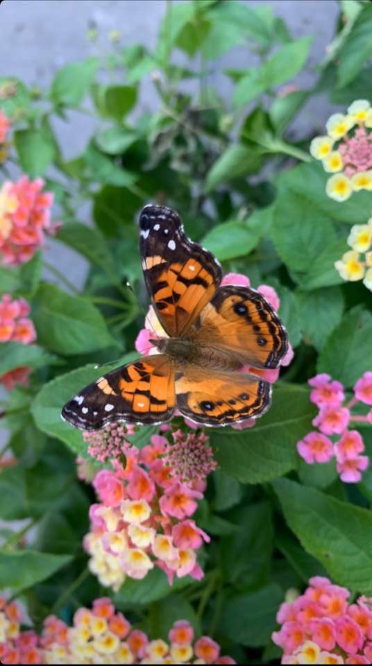 Mariposa monarca rompecabezas en línea