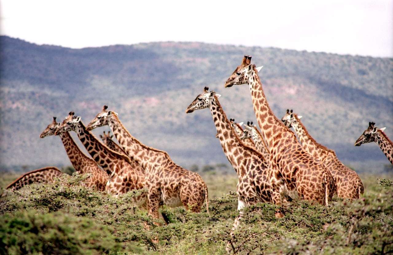 O girafă puzzle online din fotografie