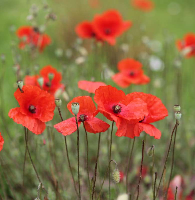 les coquelicots puzzle en ligne à partir d'une photo