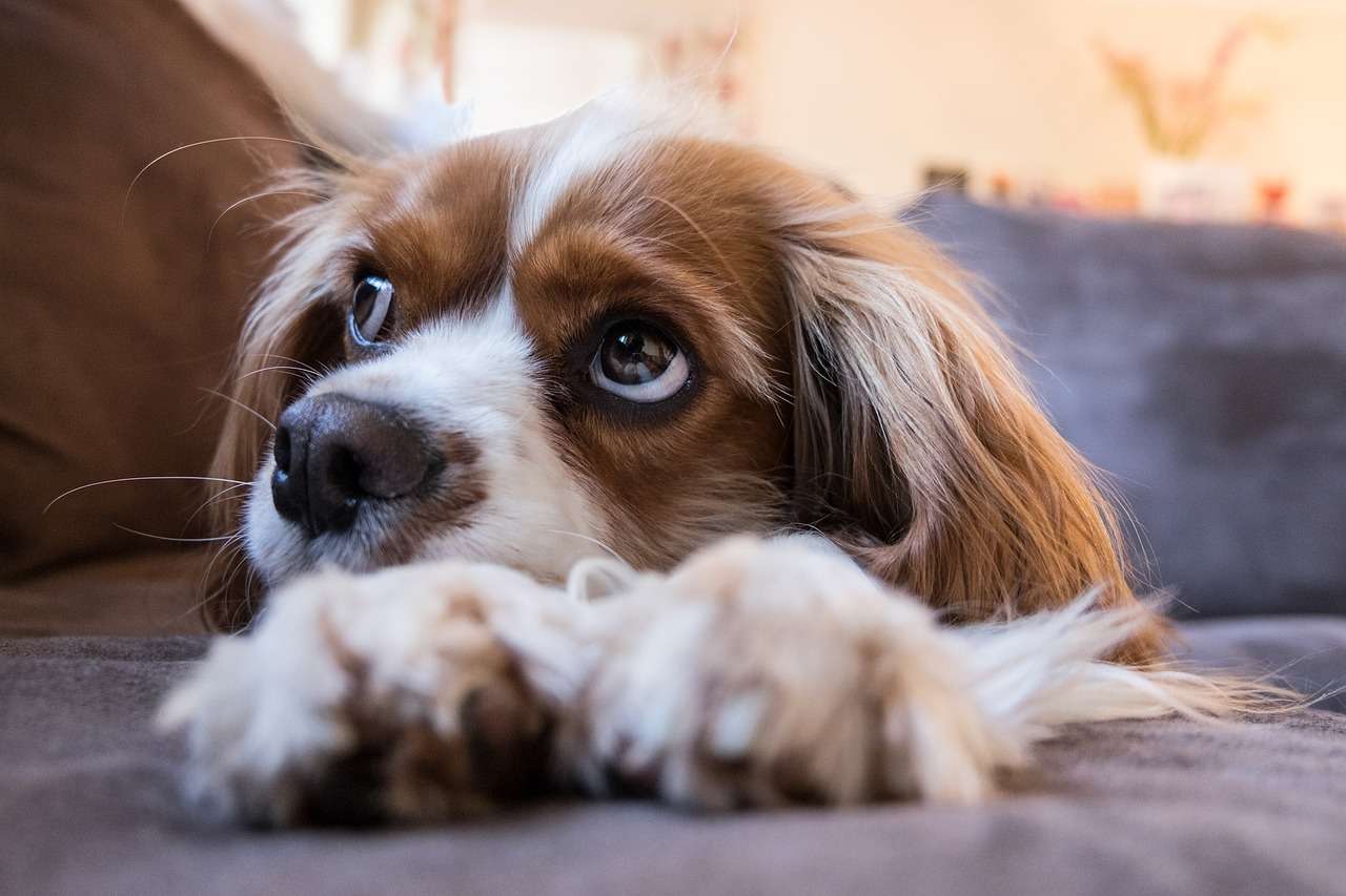 Cavalier King Charles puzzle online from photo