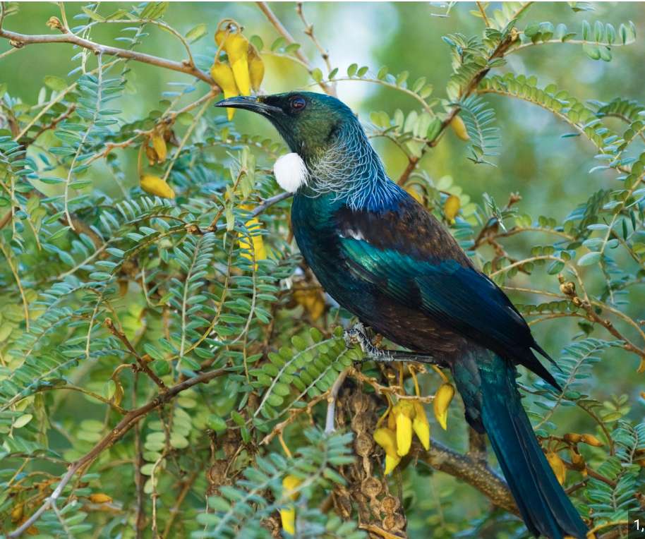 Tui bird puzzle online from photo