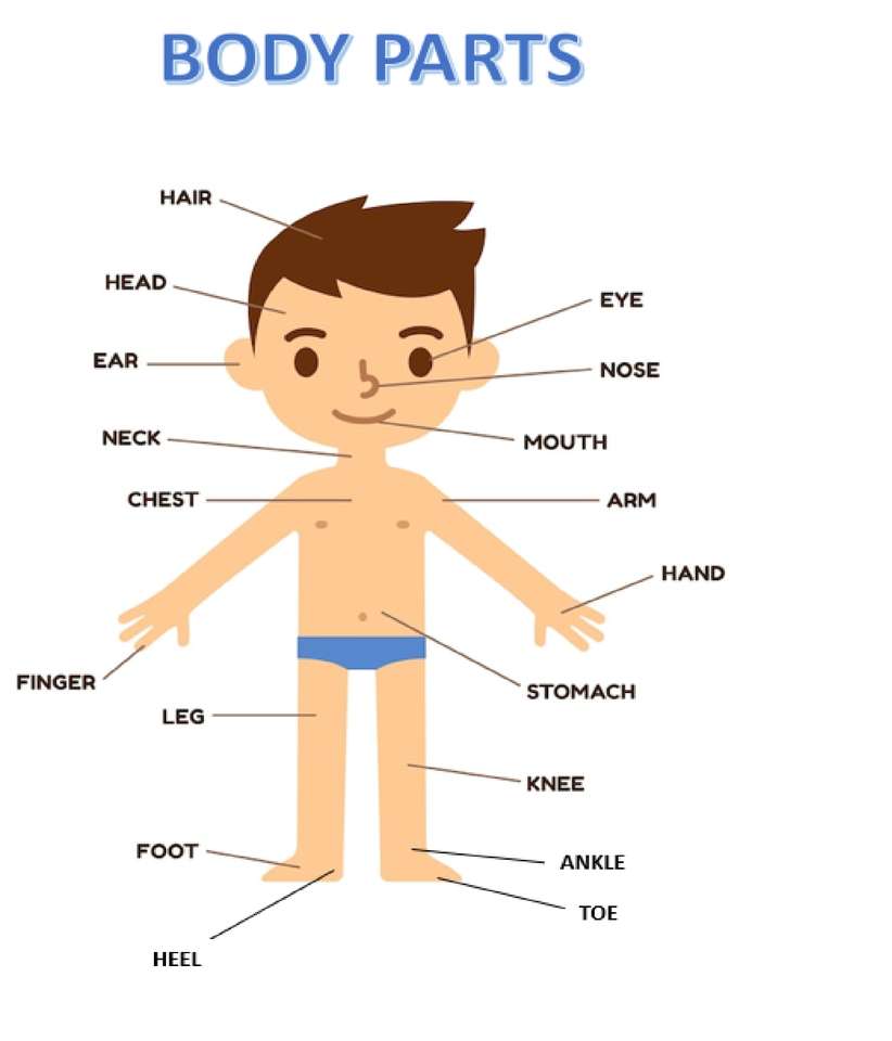 Body Parts puzzle online from photo
