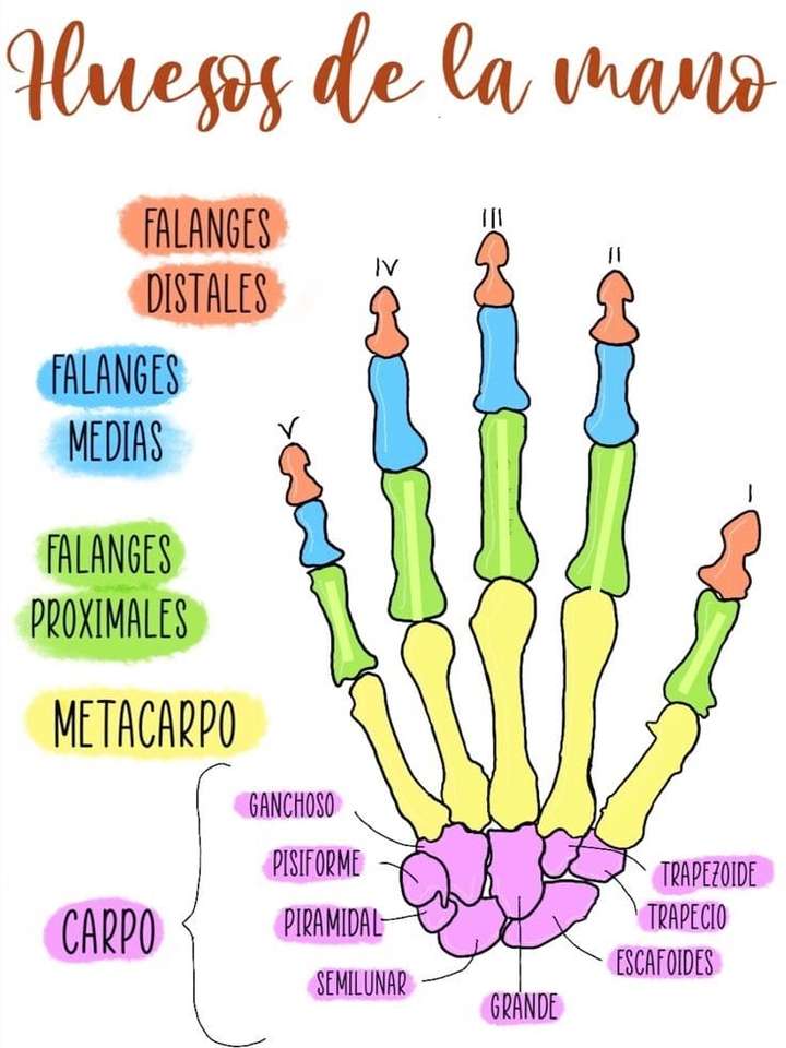 bones of the hand online puzzle