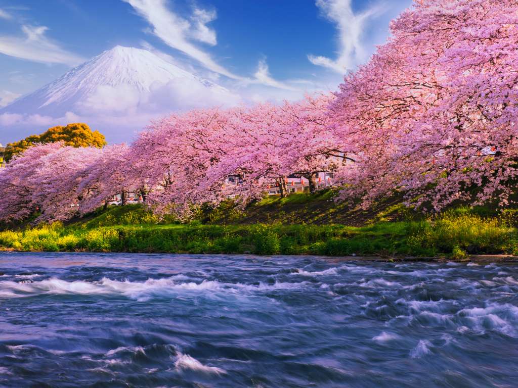 Cherry blossom calendar cover online puzzle