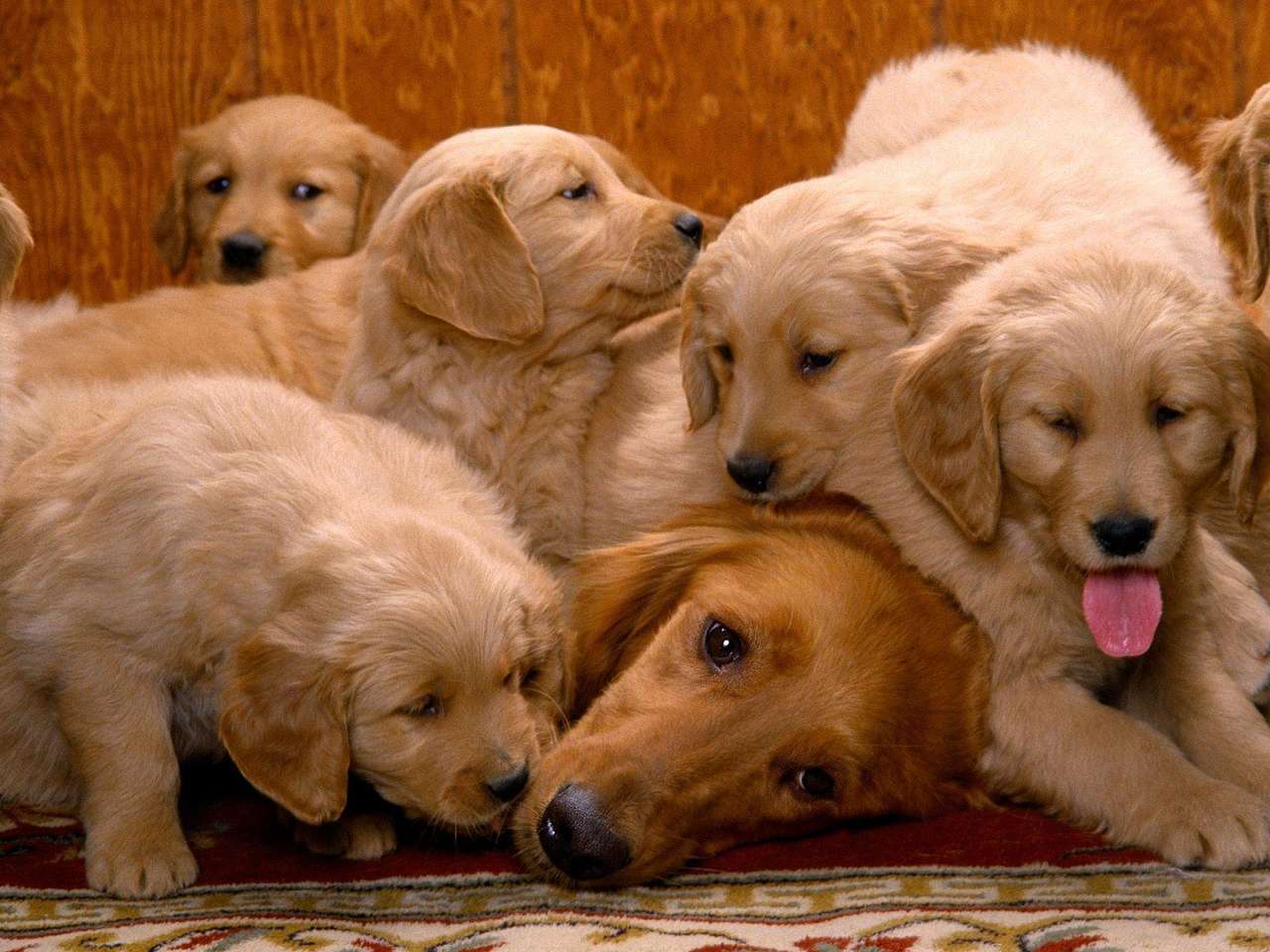 Собачий календар Gibberish Puppy скласти пазл онлайн з фото