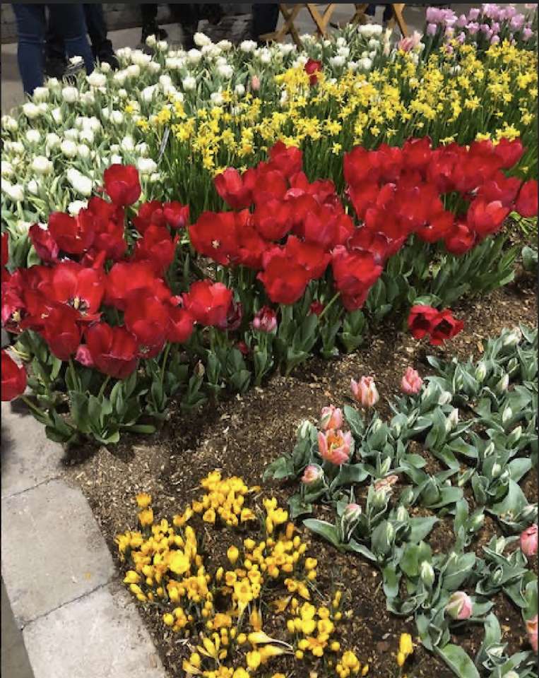 tulipanes01 puzzle online a partir de foto