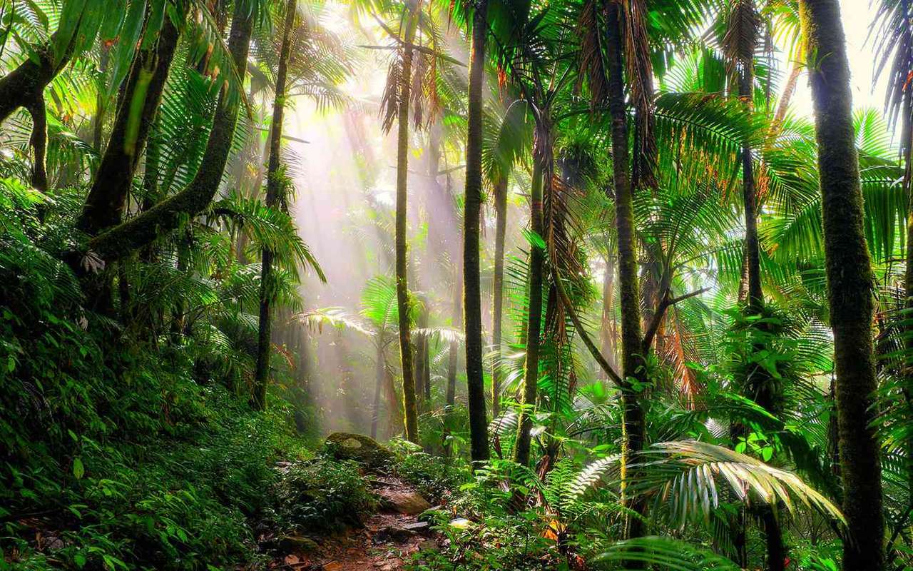 Paese delle meraviglie tropicale puzzle online da foto