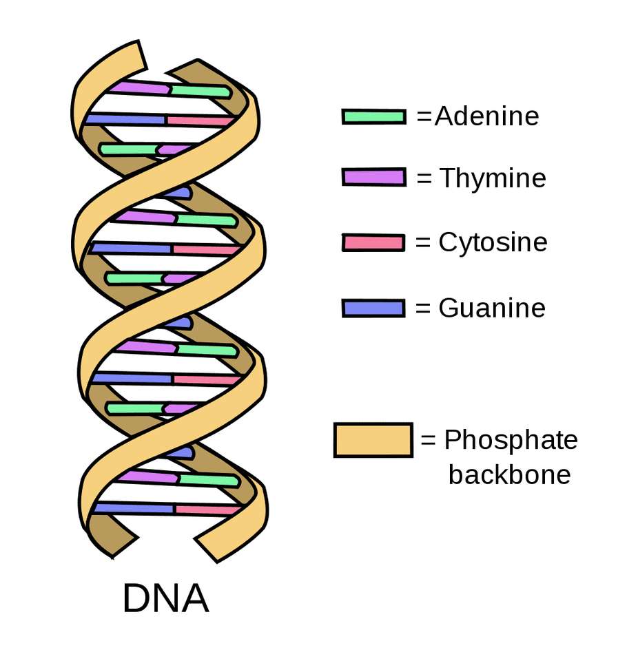 СТРУКТУРА ДНК пазл онлайн из фото